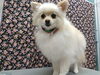 愛犬を美しく輝かせます「毛の長さに合わせてブラシの動きを変えよう【どっぐさろんあきゅ　京都市南区上鳥羽　小型犬専門　トリミング　ペットサロン】」