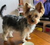 「今日は番外編。愛犬きらちゃんに自律神経を整えてもらう日」