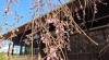 シダレザクラ【一分咲き～三分咲き】(母屋付近)「秩父宮記念公園 桜開花情報｜ソメイヨシノやエドヒガンザクラ、フジザクラなど」