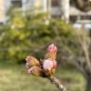 【速報】🌸桜