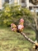 安倍グランドの桜「【速報】🌸桜」