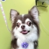 ふわふわになりました
