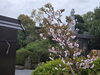 恋が実るようなかわいい桜「春よ恋！出会いの春の過ごし方」
