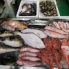 📣本日のお魚情報🐟