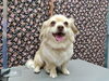 かわいさ爆発!「くるくるゴシゴシ【どっぐさろんあきゅ　京都市南区上鳥羽　小型犬専門　トリミング　ペットサロン】」