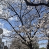 教室近くの桜が満開です♪進学・進級のご相談はお気軽に【足立区 梅島 梅田 関原 西新井 公文式 学習塾 幼児 かきかた ペン習字 書写】