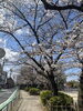 華やかな桜の下で、新たな学びを始めませんか「教室近くの桜が満開です♪進学・進級のご相談はお気軽に【足立区 梅島 梅田 関原 西新井 公文式 学習塾 幼児 かきかた ペン習字 書写】」