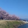 【茅野市 気功・整体】桜の季節に全身だるさをスッと軽く🌸