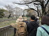 地域の魅力を発見する散策「杉並郷土史会さんと桜ウォーキングに参加してきました」
