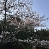 【今年も桜】