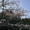 【今年も桜】