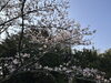 毎年この季節が楽しみです「【今年も桜】」