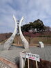 「引揚記念公園の桜が咲き始めました。」
