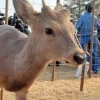 大阪の迷いシカさん🦌はるばる能勢の里山へ ようこそ‼️ 能勢温泉キャンプ場に仲間入りしました☺️