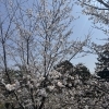 桜が満開になりました