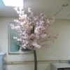 さぁ、花見だ♪　 高住センターから、屋内で花見のできる老人ホーム見学情報です。