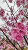 「陽光桜がキレイです♥️」
