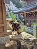 春の景色と愛らしい人柄の三毛猫、癒やしの時間「三重塔を彩る桜が見頃です｜今週がラストチャンスのお花見散策」