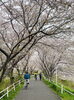 見惚れる桜並木が続く道「🌸満開の桜と、極上リラックス時間✨」
