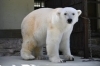 「ホッキョクグマピースの公開について」