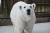 「🐻‍❄️ホッキョクグマのピースの体調不良について」