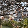 桜🌸一分咲き