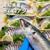 草津店入荷情報！高知県から【赤ムロアジ】