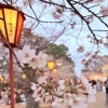 加古川・日岡山公園で桜のぼんぼりライトアップ開催中🌸