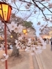 「加古川・日岡山公園で桜のぼんぼりライトアップ開催中🌸」