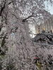京都六角堂の桜①「桜【小学生・中学生を対象にした学習塾　集団授業と個別指導で高校受験対策も】」