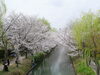 「【7分咲き】中書島界隈の桜は７部咲き！です☆」