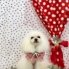 わんことストロベリー🍓