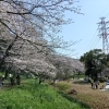 船橋の桜フォトコンテスト開催中！長津川調整池で一足先にお花見してきました