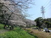 「船橋の桜フォトコンテスト開催中！長津川調整池で一足先にお花見してきました」