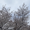 【再掲載】入口の桜でプチお花見気分♪3月最後の週末は家族でごほうび焼肉を