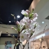 桜咲く♪