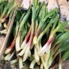 鮎の原始焼き！行者ニンニク天ぷら入荷のお知らせ