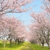 【2026年版🌸】新居浜・西条の桜開花情報まとめ！お花見スポットをご紹介しています✨