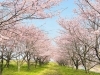 「【2026年版🌸】新居浜・西条の桜開花情報まとめ！お花見スポットをご紹介しています✨」