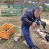 毛刈りしました🐑