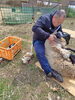 毛刈り中の牧場長「毛刈りしました🐑」