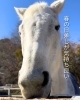 春の陽気にうとうと「春の日差しとうとうと放牧タイム♪ 桜咲く犬山乗馬クラブより」
