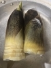 春の訪れを告げる恵み 爽やかな風味「春の山菜天ぷら盛り合わせ🌸筍・わらび・つくし入りました」