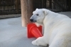 「🐻‍❄️ホッキョクグマのピースの体調不良について（3月30日報告）」