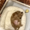 マルプーbabyです♡