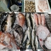 📣本日のお魚情報🐟