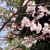 桜の季節に、音楽といっしょの新しい一歩を