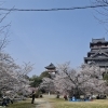 春の公園でお花見＆外あそびを楽しもう！