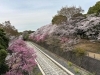 「#お花見に行ってきた。」