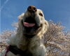 とっても素敵な一枚ですね(^▽^)/「４月のおやすみ案内」